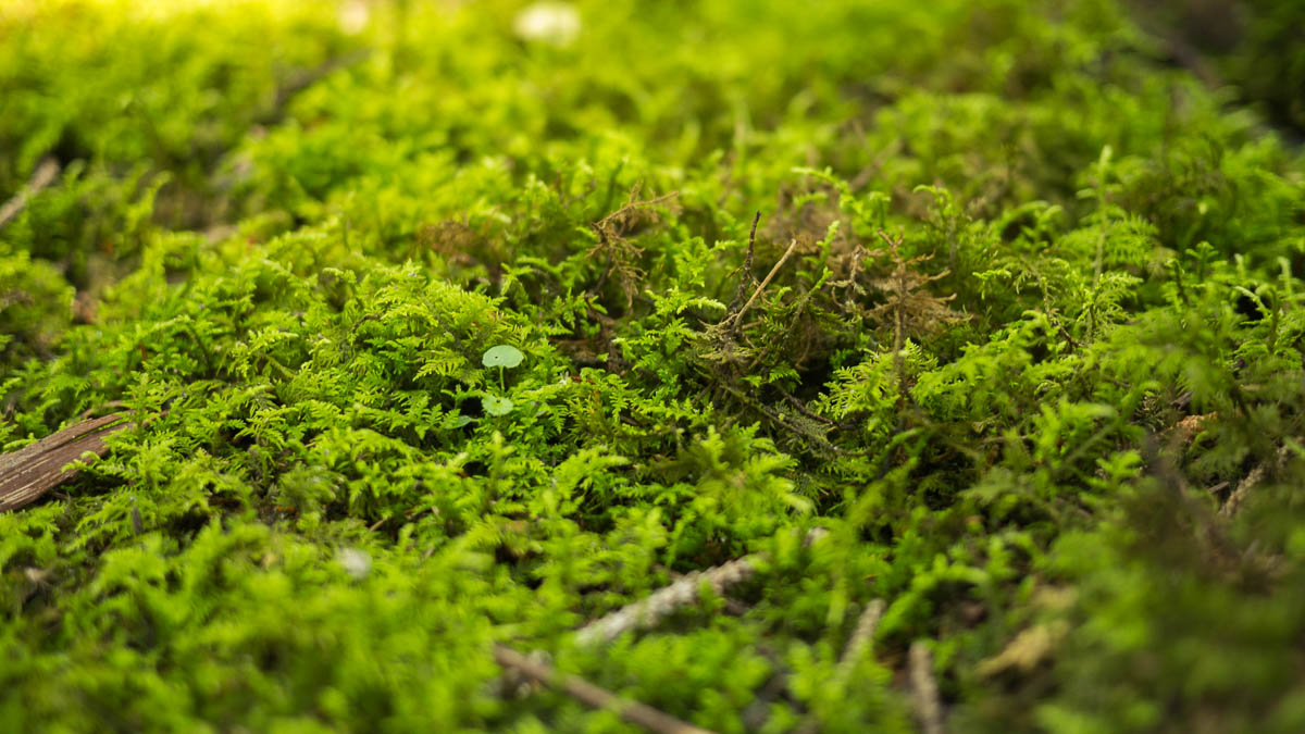 A layer of moss covering the ground.