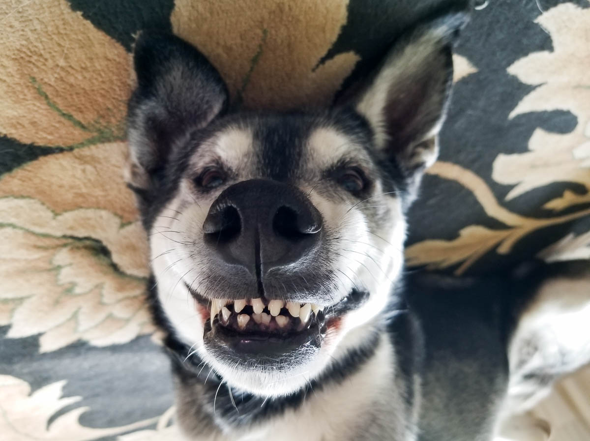 A dog laying on her back, looking strange.