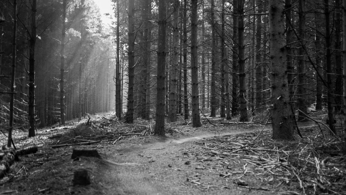 Sun shining through the forest onto some bike trails.